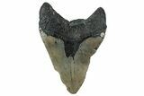 Bargain, Fossil Megalodon Tooth - North Carolina #347038-2
